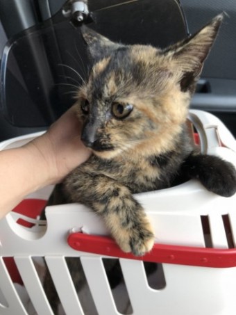 IMG_1358 IMG_1358-e1539503215993